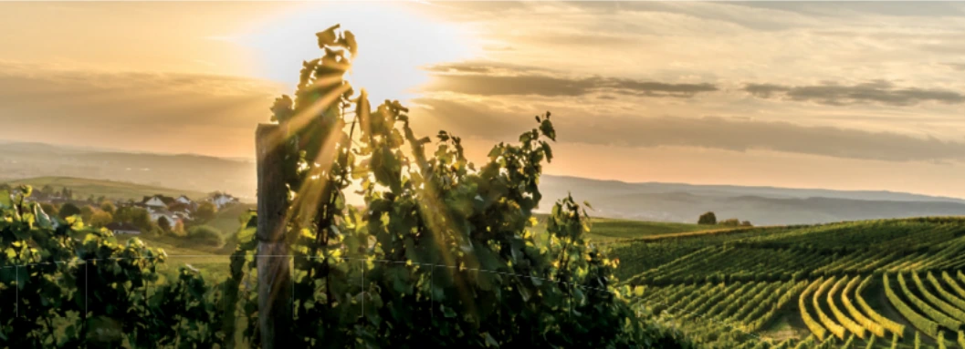 Sonnenlicht über den Rebzeilen eines deutschen Weinbergs