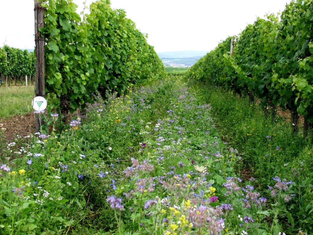 Weingut Brühler Hof